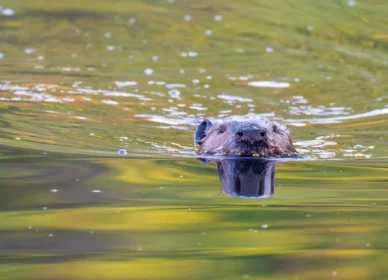 Beaver Marsh Beaver