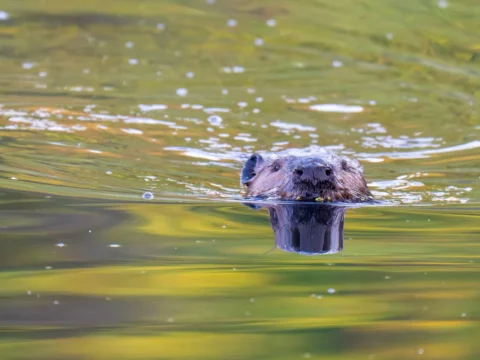 Beaver Marsh Beaver