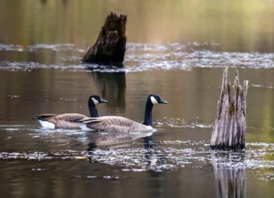 Geese on the Marsh