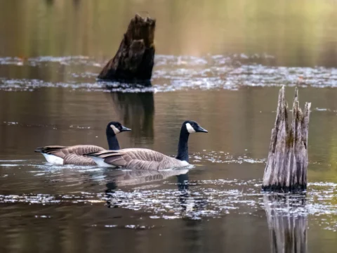 Geese on the Marsh