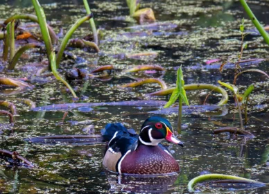 Wood Duck