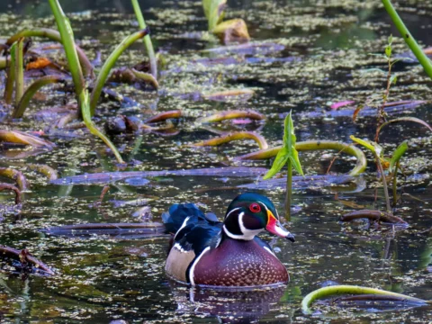 Wood Duck