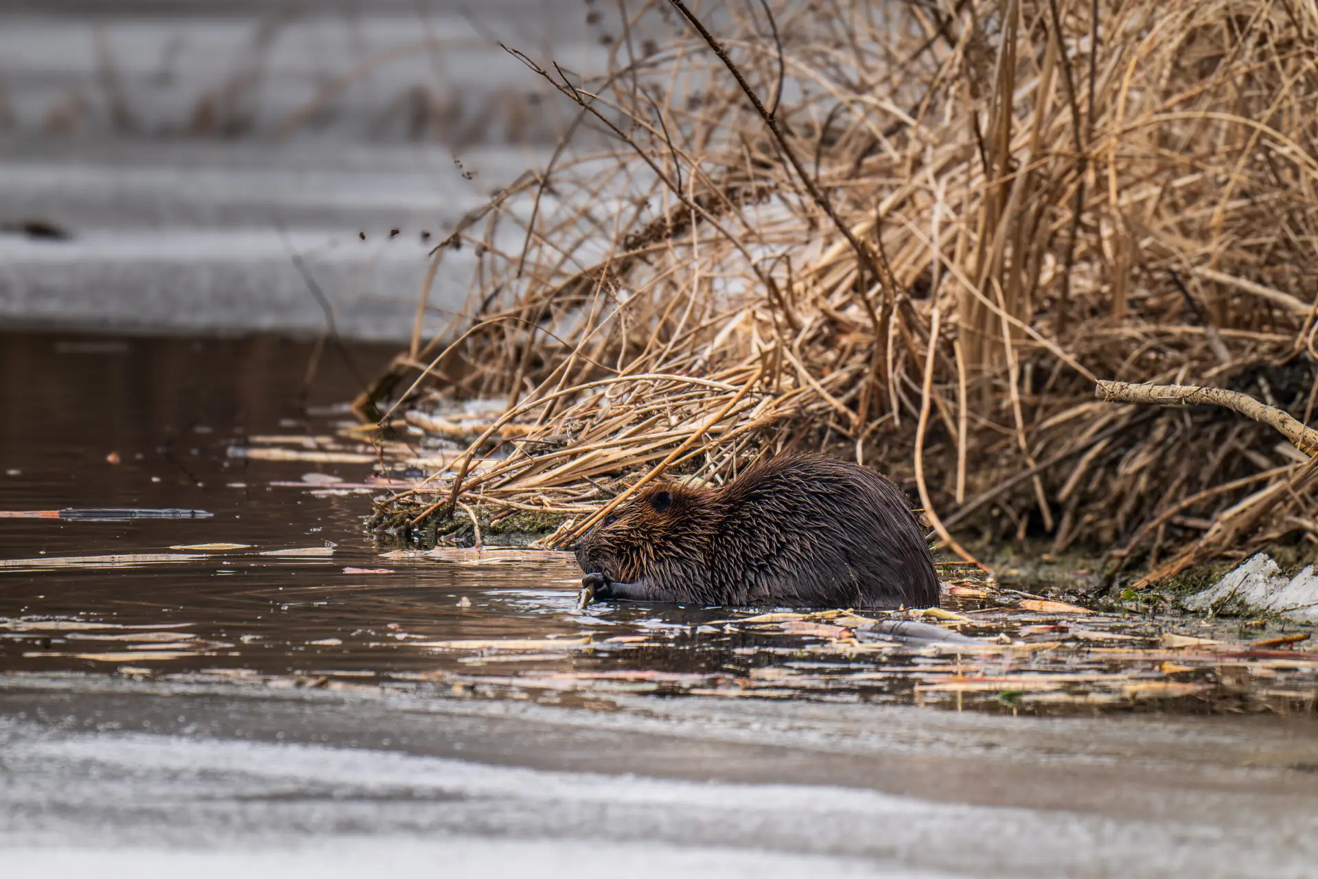 The Magic of Beaver Marsh: Patience Rewarded